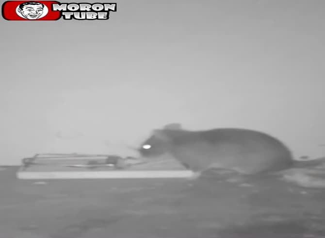 Video :Discover the reason your mouse traps aren't working!
